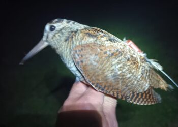 La telemetria satellitare applicata alla beccaccia nelle Marche