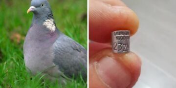 Coordinamento Colombaccio Italia: un piccolo gesto di grande importanza