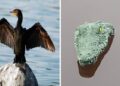 In Abruzzo si cercherà di risolvere il problema dei cormorani con i coccodrilli finti