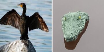 In Abruzzo si cercherà di risolvere il problema dei cormorani con i coccodrilli finti