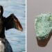 In Abruzzo si cercherà di risolvere il problema dei cormorani con i coccodrilli finti