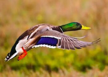 Esultano anche i cacciatori veneti: respinto il ricorso contro il germano