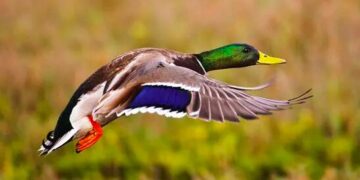 Esultano anche i cacciatori veneti: respinto il ricorso contro il germano