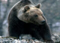 Conclusa la prima fase di monitoraggio genetico dell’orso bruno marsicano