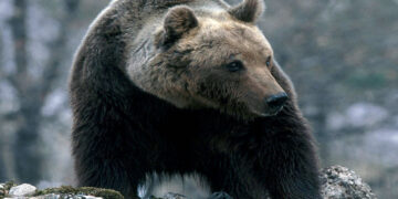 Conclusa la prima fase di monitoraggio genetico dell’orso bruno marsicano