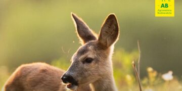 Master fauna selvatica Ca’ Foscari: AB – Agrivenatoria Biodiversitalia finanzierà una borsa di studio