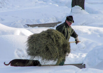 In Repubblica Ceca i cacciatori aiutano i cervi a sopravvivere all’inverno