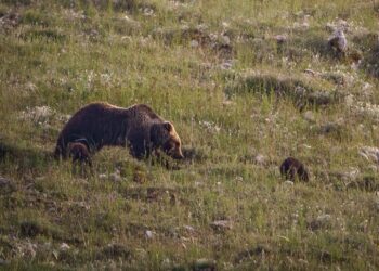 Abbattimento dell’Orsa Amarena, rinviata la prima udienza