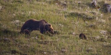 Abbattimento dell’Orsa Amarena, rinviata la prima udienza