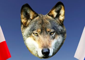 L’Italia seguirà l’esempio della Slovacchia nella gestione del lupo?
