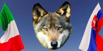 L’Italia seguirà l’esempio della Slovacchia nella gestione del lupo?