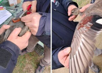 Telemetria satellitare ACMA 2026: un’altra giornata di grande soddisfazione