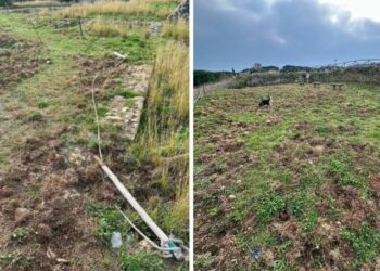 I cinghiali hanno devastato anche un’area archeologica all’Isola d’Elba