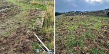 I cinghiali hanno devastato anche un’area archeologica all’Isola d’Elba