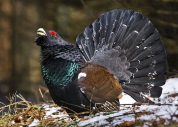 Lo strano caso del gallo cedrone in Olanda: tanti finanziamenti e protezione ma gli esemplari rimasti sono pochissimi