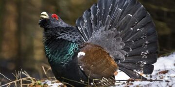 Lo strano caso del gallo cedrone in Olanda: tanti finanziamenti e protezione ma gli esemplari rimasti sono pochissimi