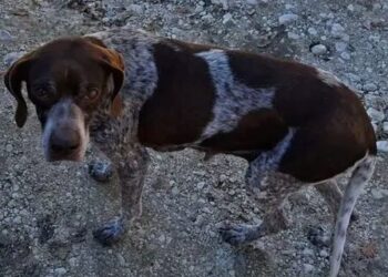 Ritrovato dopo 3 anni un cane da caccia rubato a Orvieto