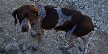 Ritrovato dopo 3 anni un cane da caccia rubato a Orvieto