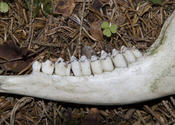 La valutazione delle mandibole, elemento fondamentale per una gestione faunistica moderna e responsabile