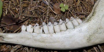 La valutazione delle mandibole, elemento fondamentale per una gestione faunistica moderna e responsabile