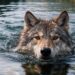 Il lupo che è riuscito a nuotare per 1,5 km in un lago gelido