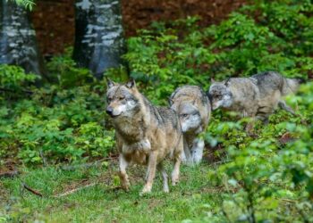 La Pineta Monumentale di Fregene costretta a chiudere per colpa dei lupi