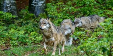 La Pineta Monumentale di Fregene costretta a chiudere per colpa dei lupi