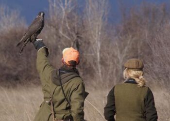 In Friuli Venezia Giulia un raduno internazionale di falconeria di grande livello