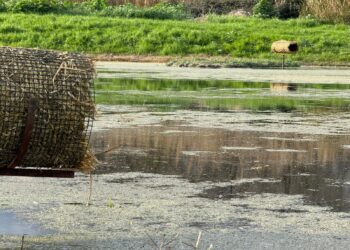 Cacciatori migratori acquatici, prosegue nel 2026 l’installazione nelle Marche dei nidi artificiali