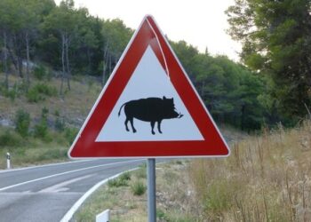 Peste suina: il modello del Piemonte diventerà un esempio per l’Europa?