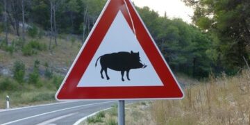 Peste suina: il modello del Piemonte diventerà un esempio per l’Europa?