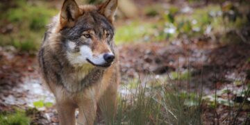 Ora i veterinari devono difendersi dagli animalisti se non riescono a salvare i lupi