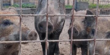 Cinghiali provenienti da sequestro giudiziario? Il Lazio cerca strutture per accoglierli