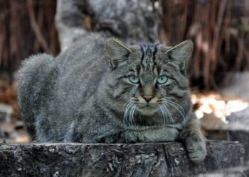 Gatto selvatico in Italia: è davvero così importante monitorarlo?