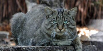 Gatto selvatico in Italia: è davvero così importante monitorarlo?