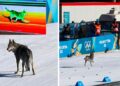 Allarme alle Olimpiadi di Milano-Cortina: “C’è un lupo sulla pista di sci”. Ma era soltanto un cane