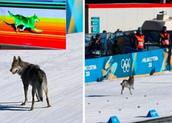 Allarme alle Olimpiadi di Milano-Cortina: “C’è un lupo sulla pista di sci”. Ma era soltanto un cane