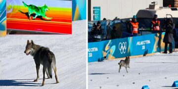 Allarme alle Olimpiadi di Milano-Cortina: “C’è un lupo sulla pista di sci”. Ma era soltanto un cane