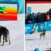 Allarme alle Olimpiadi di Milano-Cortina: “C’è un lupo sulla pista di sci”. Ma era soltanto un cane