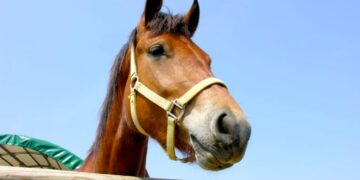 Dopo il coniglio ora anche il cavallo: a quando la gallina?