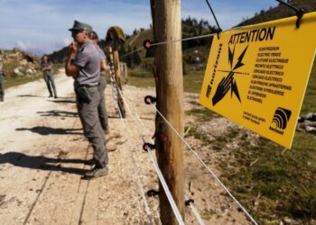 Asini attaccati e uccisi in Trentino: non è stata colpa degli orsi, ma dei lupi