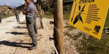 Asini attaccati e uccisi in Trentino: non è stata colpa degli orsi, ma dei lupi
