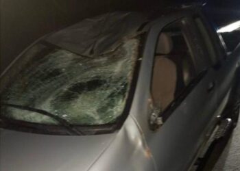 Cervi distruggono auto, Confagricoltura incalza la Regione Abruzzo