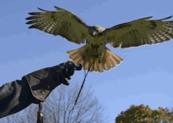 EOS Show 2026, i Cacciatori Falconieri celebrano la loro tradizione