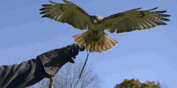 EOS Show 2026, i Cacciatori Falconieri celebrano la loro tradizione