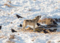I corvi sono in grado di prevedere dove e quando i lupi colpiranno