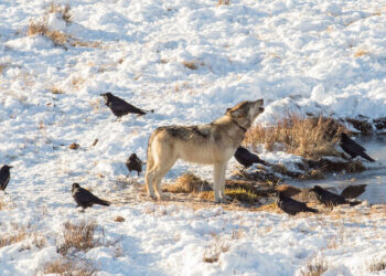 I corvi sono in grado di prevedere dove e quando i lupi colpiranno