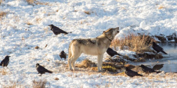I corvi sono in grado di prevedere dove e quando i lupi colpiranno
