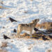 I corvi sono in grado di prevedere dove e quando i lupi colpiranno