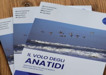 La guida dell’ACMA per riconoscere gli anatidi in volo